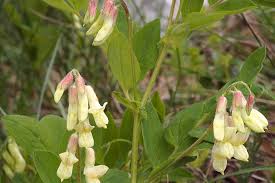 Attēlu rezultāti vaicājumam “Lathyrus laevigatus”