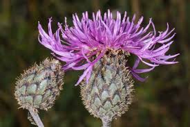 Attēlu rezultāti vaicājumam “Centaurea scabiosa flower”