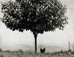 Image result for edouard boubat