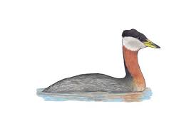 Attēlu rezultāti vaicājumam “Podiceps grisegena adult”