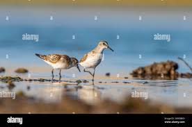 Attēlu rezultāti vaicājumam “Calidris minuta”