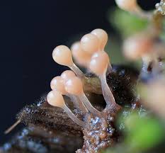 Attēlu rezultāti vaicājumam “Hemitrichia calyculata stalked”