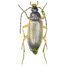 Attēlu rezultāti vaicājumam “Tenebrionidae”