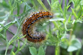 Attēlu rezultāti vaicājumam “Malacosoma castrensis”