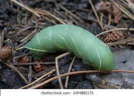 Attēlu rezultāti vaicājumam “Laothoe populi larva”