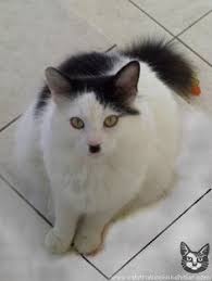 Image result for kitler