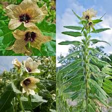 Attēlu rezultāti vaicājumam “Hyoscyamus niger”