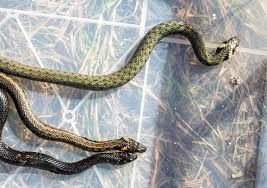 Attēlu rezultāti vaicājumam “Natrix natrix adult”