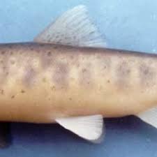 Image result for Salmo macrostigma