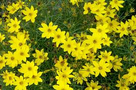 Image result for Coreopsis