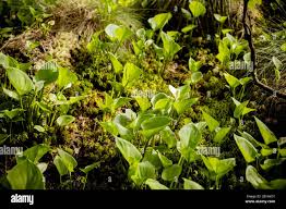 Attēlu rezultāti vaicājumam “Calla palustris leaf”