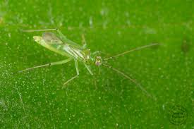 Attēlu rezultāti vaicājumam “Blepharidopterus angulatus”