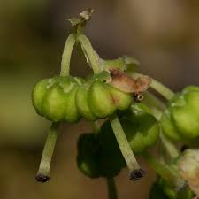 Attēlu rezultāti vaicājumam “Orthilia secunda”