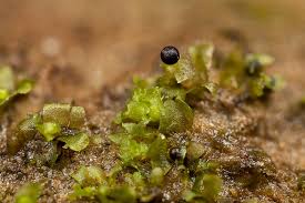 Attēlu rezultāti vaicājumam “Fossombronia wondraczekii”