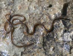 Attēlu rezultāti vaicājumam “Nematomorpha”