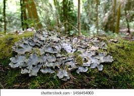 Attēlu rezultāti vaicājumam “Peltigera”