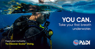 Image result for Robin Hood Dive School