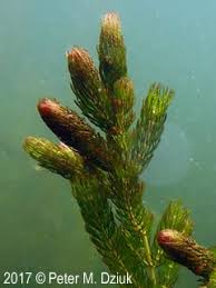 Attēlu rezultāti vaicājumam “Ceratophyllaceae”