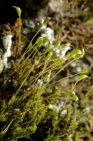 Attēlu rezultāti vaicājumam “Cynodontium strumiferum”