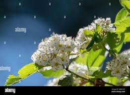 Attēlu rezultāti vaicājumam “Crataegus macracantha flower”