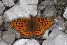 Attēlu rezultāti vaicājumam “Argynnis aglaja underside”