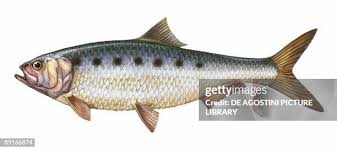 Image result for Alosa alosa