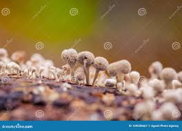 Attēlu rezultāti vaicājumam “Phleogena faginea stalked”