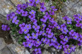 Attēlu rezultāti vaicājumam “Aubrieta deltoidea flower”