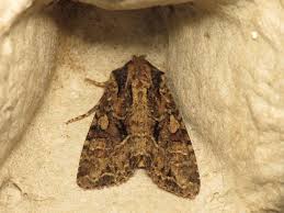 Attēlu rezultāti vaicājumam “Apamea remissa”