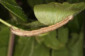 Attēlu rezultāti vaicājumam “Horisme vitalbata”