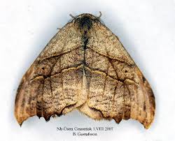 Attēlu rezultāti vaicājumam “Falcaria lacertinaria”