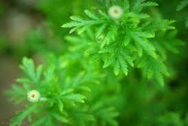 Attēlu rezultāti vaicājumam “Anthemis tinctoria leaf”