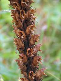 Attēlu rezultāti vaicājumam “Orobanche reticulata flower”