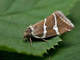 Attēlu rezultāti vaicājumam “Deltote bankiana”