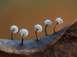 Attēlu rezultāti vaicājumam “Didymium serpula”