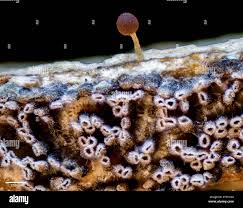 Attēlu rezultāti vaicājumam “Trichia sp.”