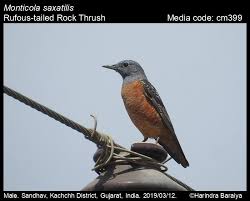 Image result for Monticola saxatilis