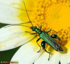 Attēlu rezultāti vaicājumam “Oedemera croceicollis”