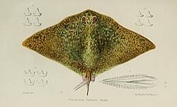 Image result for Gymnura altavela