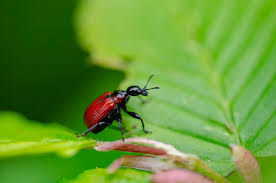 Attēlu rezultāti vaicājumam “Attelabidae”
