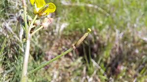 Attēlu rezultāti vaicājumam “Diplotaxis muralis flower”