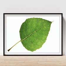 Attēlu rezultāti vaicājumam “Populus x canadensis fruit”