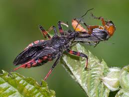 Attēlu rezultāti vaicājumam “Rhynocoris annulatus”