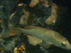 Image result for Lutjanus mahogoni