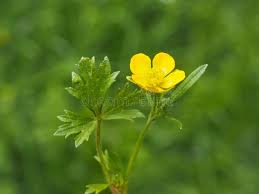 Attēlu rezultāti vaicājumam “Ranunculus lanuginosus bud”