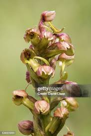 Attēlu rezultāti vaicājumam “Coeloglossum viride flower”