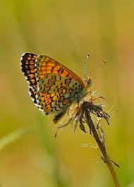 Attēlu rezultāti vaicājumam “Melitaea cinxia”
