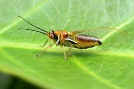 Attēlu rezultāti vaicājumam “Sternorrhyncha”