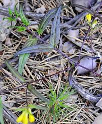 Attēlu rezultāti vaicājumam “Melampyrum pratense”