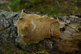 Attēlu rezultāti vaicājumam “Diplomitoporus flavescens”